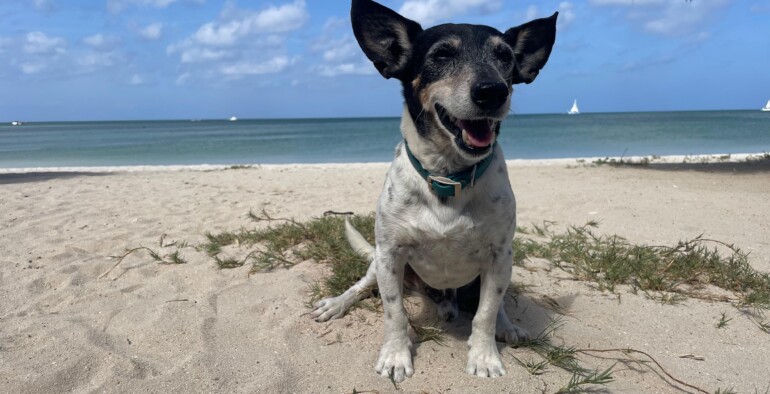 Meet Bobby – Our Beach Dog at Aruba Kitesurfing School 🐾