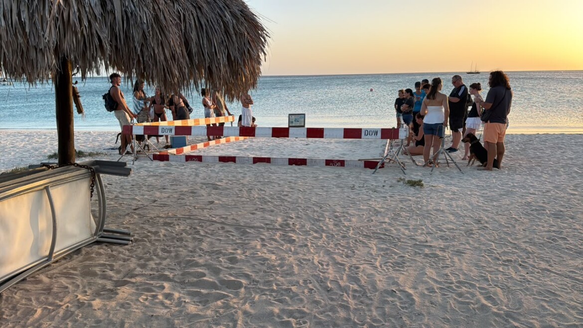A Magical Moment in Aruba: Sea Turtles Hatching in Front of Our Kitesurfing School