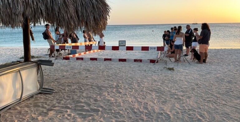 A Magical Moment in Aruba: Sea Turtles Hatching in Front of Our Kitesurfing School